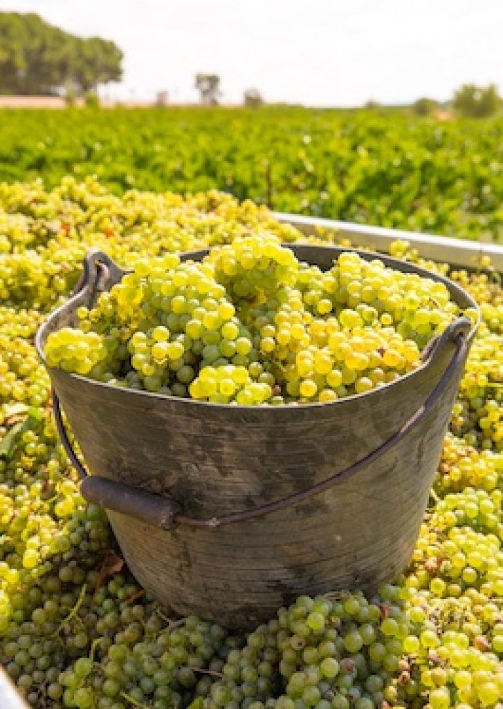 Weintrauben-fuer-Schweizer-Wein.jpg